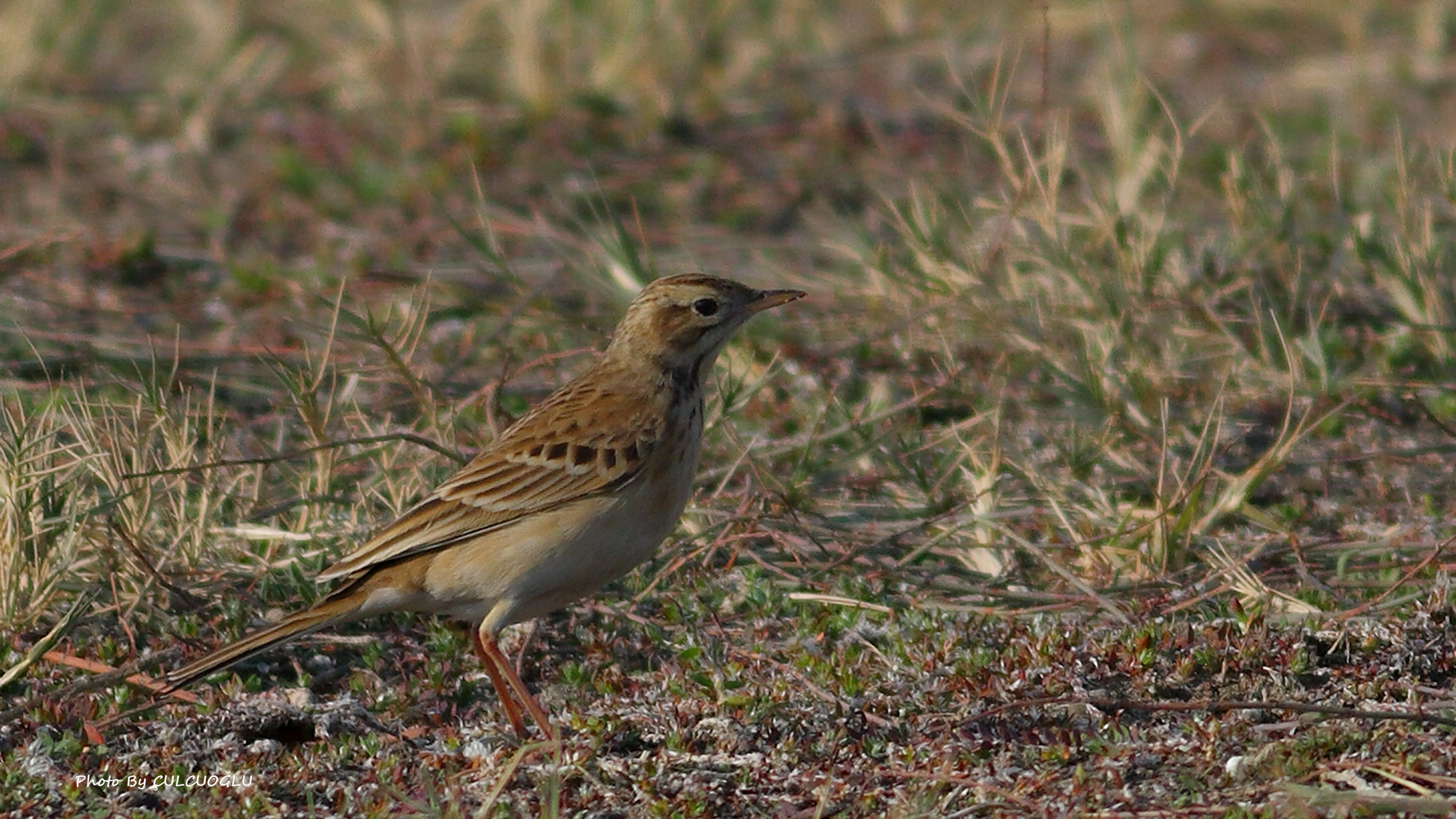 Richard's Pipit